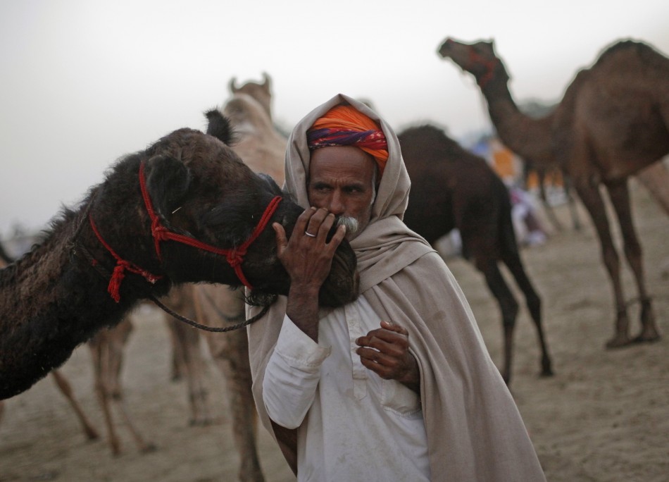 A camel herder kisses the nose of one of his camels as he waits for customers at Pushkar Fair in the desert Indian state of Rajasthan