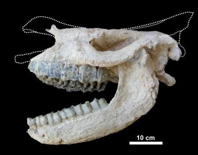 Rare rhino fossil preserved by prehistoric volcanic eruption