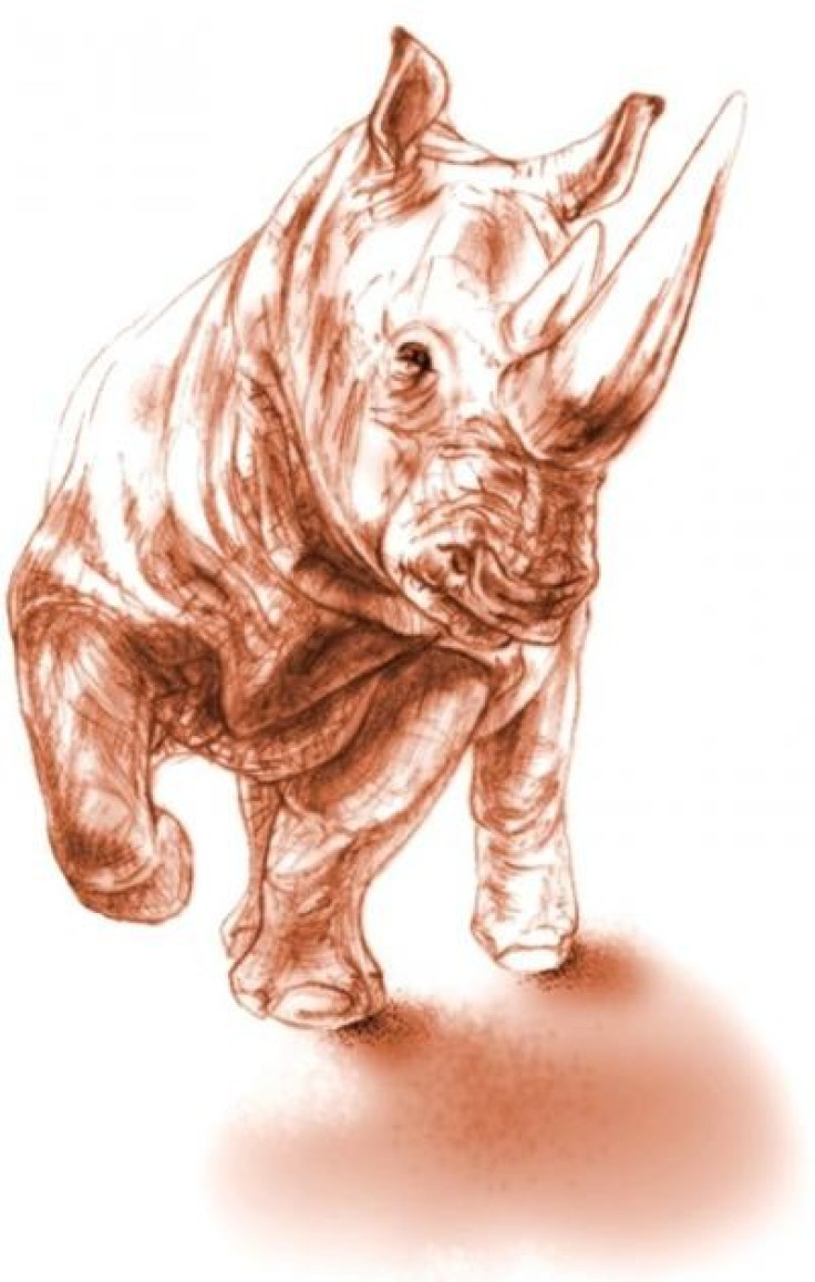 Illustration of 2 Horned Rhino