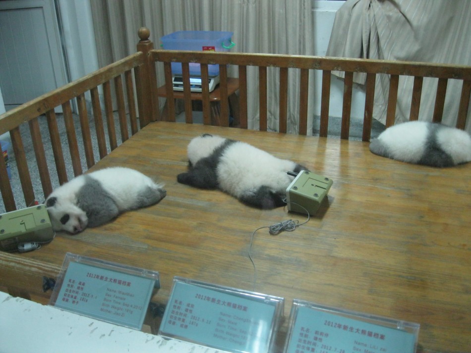 BABY PANDAS