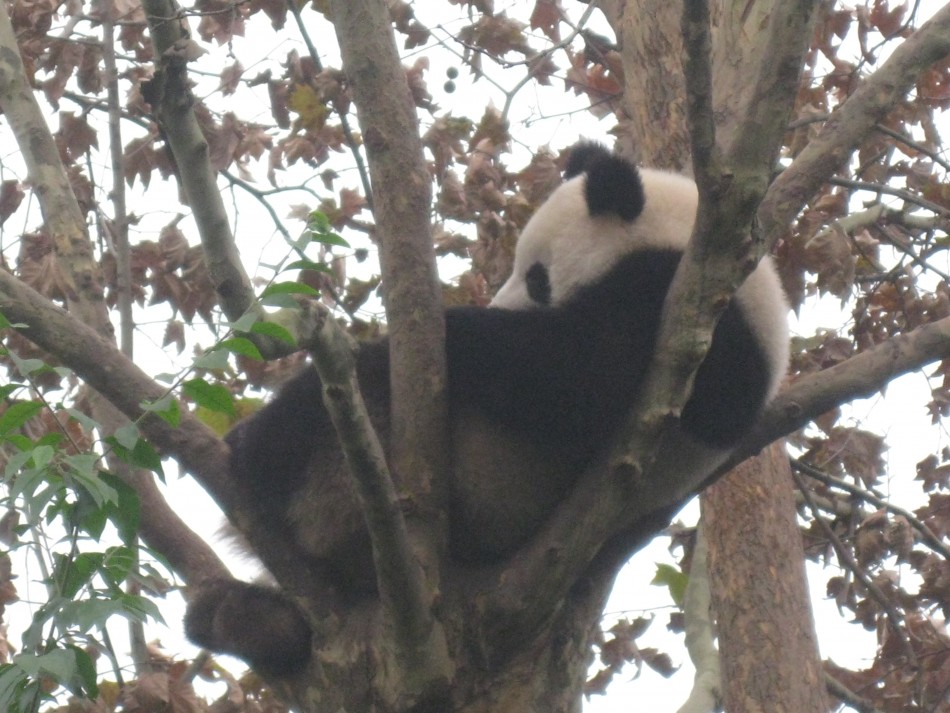 Panda Habitat