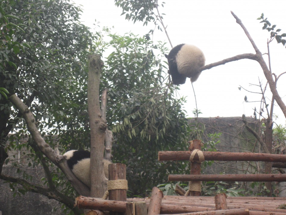 Pandas Suspended in Mid-Air