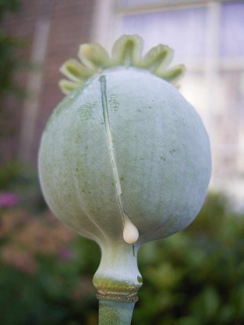 This photo shows a seedhead of Opium Poppy Papaver somniferum with white latex