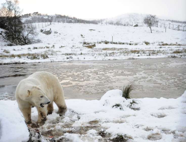 Here for the weather: Polar bear at Highland Wildlife Park in Kincraig, Scotland