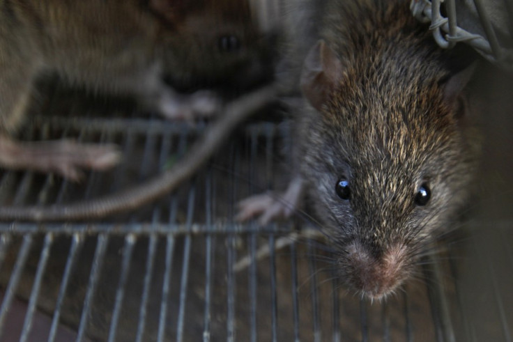 New Chutney Express in Tooting has now been closed after inspectors discovered the rat infestation (Reuters)