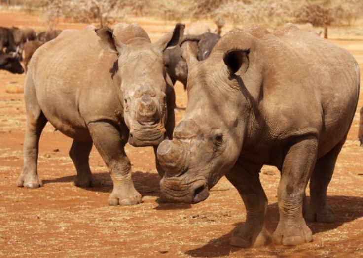 Dehorned rhinos at South Africa's Kruger National Park