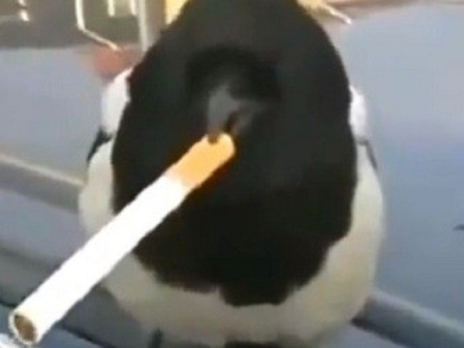 bird with a cigarette smoking meme In my new book, The Spirit of Birds our feathered friends aren't listed by species. Instead I decided to explore the Red-Crowned Cranes Create Stunning Steam