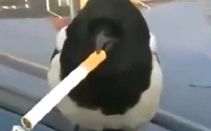 smoking bird