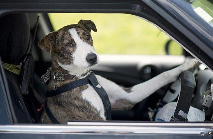 Dog Driving