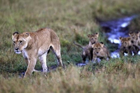 Lioness Africa 2012 2