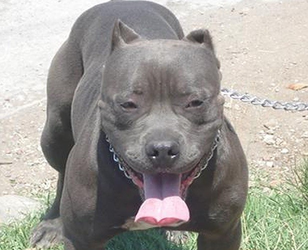 Pit Bull
