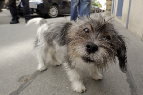 dogs can smell lung cancer