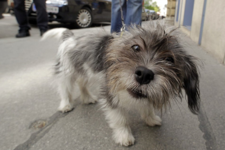 dogs can smell lung cancer