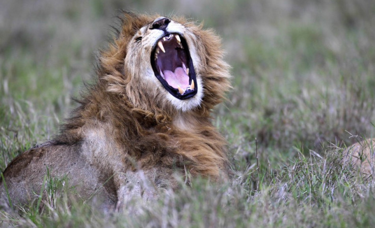 Lion population in Africa has fallen from 100,000 to 32,000 in 50 years (Reuters)