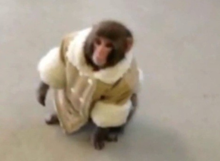 Darwin the Ikea monkey