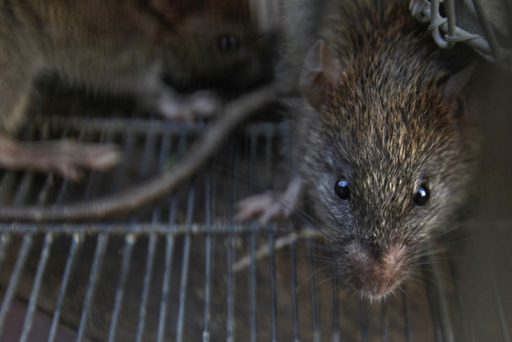 The ‘super rats’ have become resistant to normal strength poisons (Reuters)
