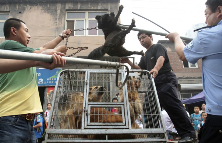 Dogs in China