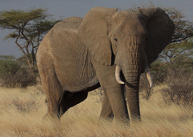 Namibia: Desert Elephants 'Legally' Hunted to Solve Human-Animal Conflict