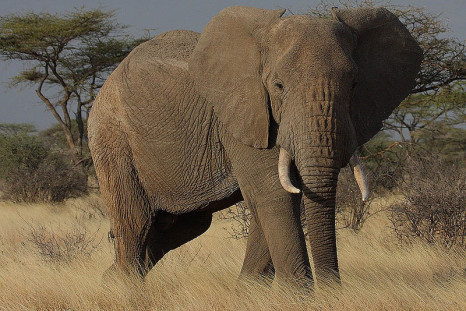 African elephant