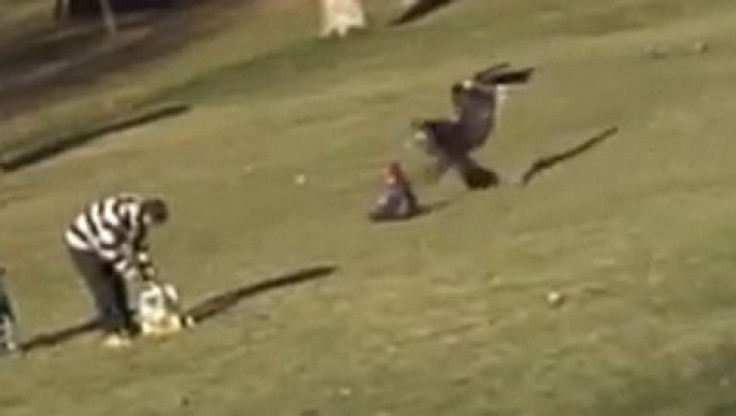 Eagle snatches toddler