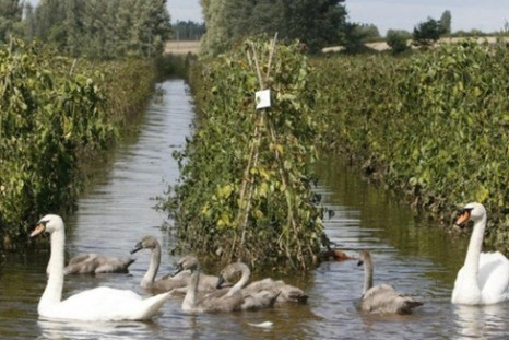 UK farm flood