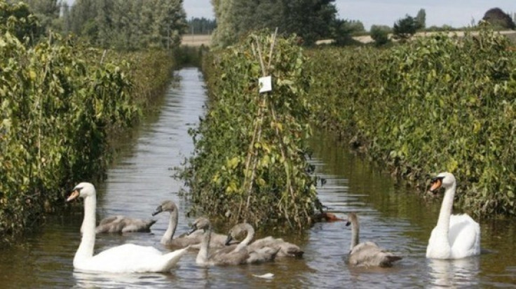 UK farm flood