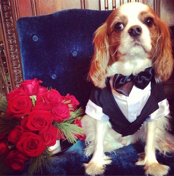 Our boy Charlie all ready in his tuxedo, Harris tweeted