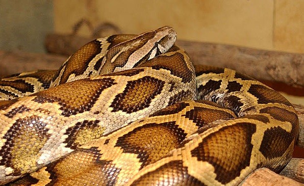 Australia: 10ft Python Tries to Eat Two-Year-Old Zara Guthrie