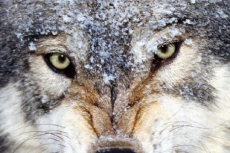 Wolf attacks on reindeer have cost the Russian state more than £3m