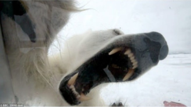 Viral Video: Polar Bear Attacks Wildlife Cameraman (Image from BBC footage)