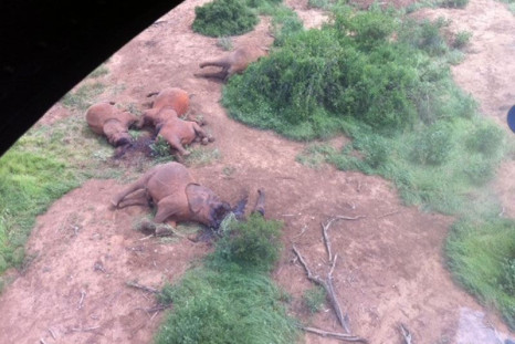 Family of elephants
