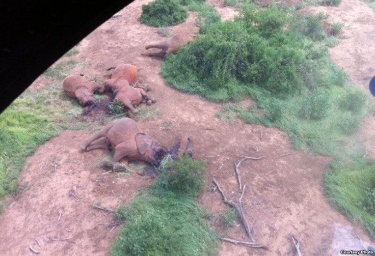 Family of elephants