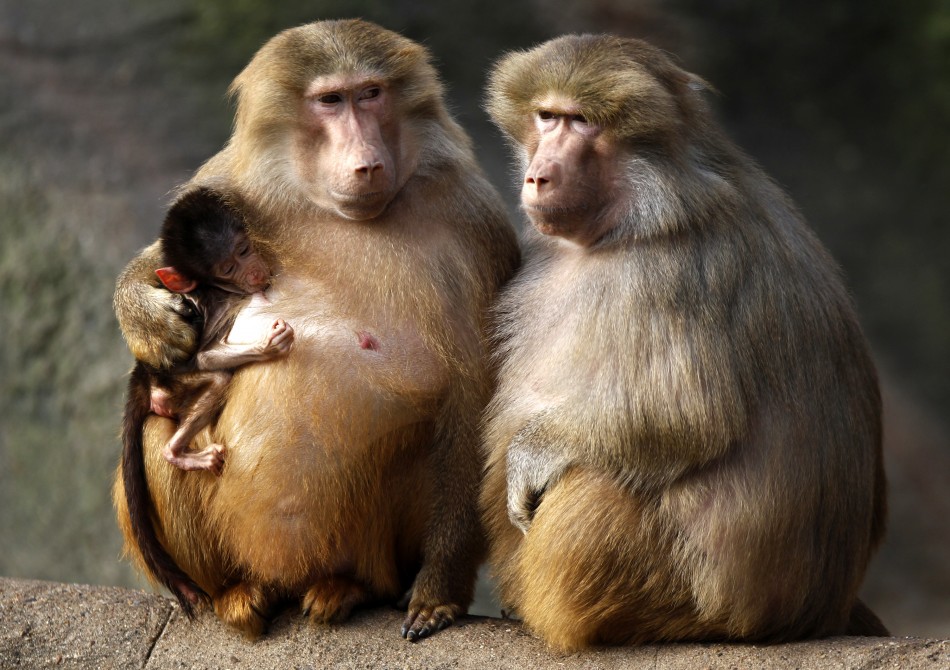 baboons enjoy sun their enclosure hagenbeck zoo hamburg