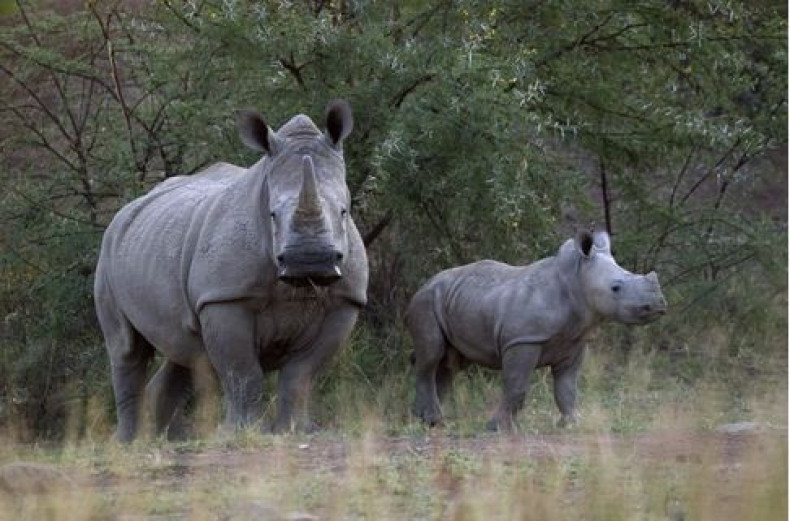 Rhino poaching toll reaches new high