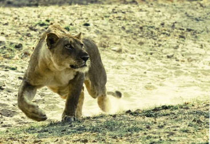 A Zambian Lion