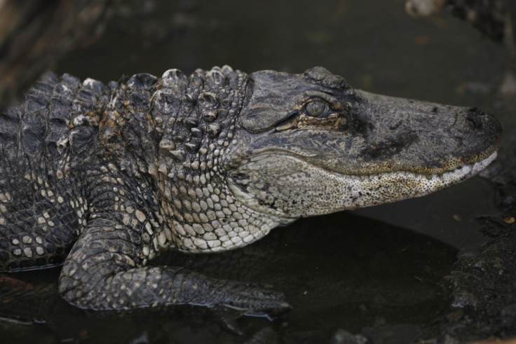 Caiman in water