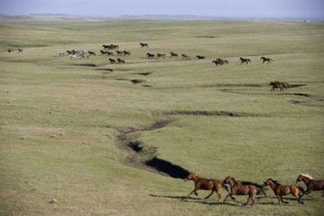 Wild horses roam freely on a ranch near Ft. Pierre, SD. Location:	Ft. Pierre, Dakota.