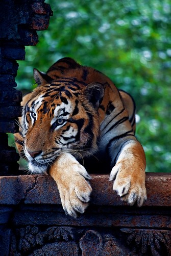 The Tiger Panthera tigris