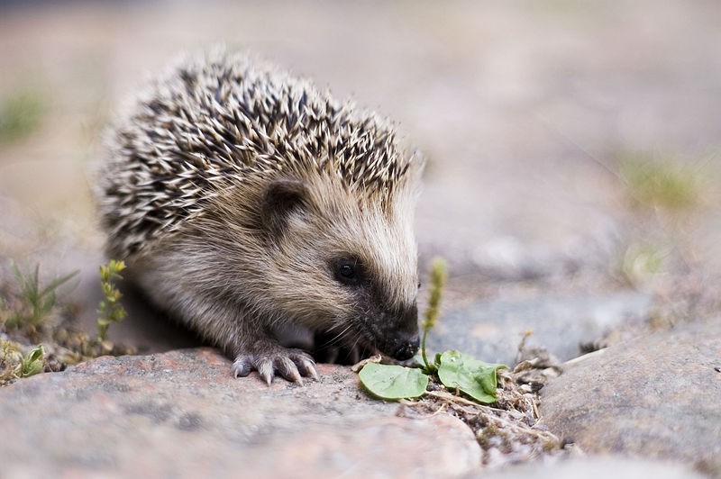 uk-snow-chaos-hedgehogs-become-victims-of-big-freeze