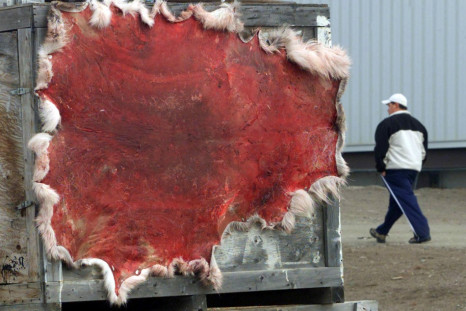 Polar bear skin