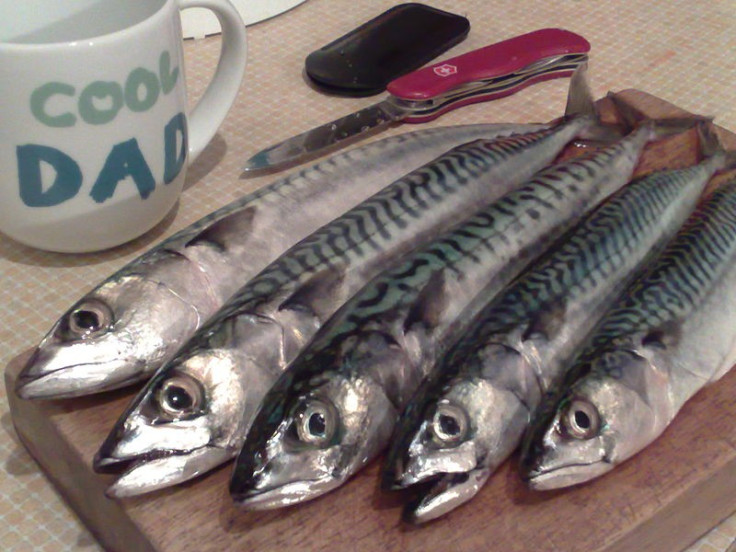 Mackerel wars