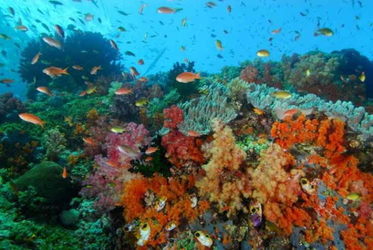 Tubbataha Reef and Other Beautiful Coral Reefs of the World (PHOTOS)
