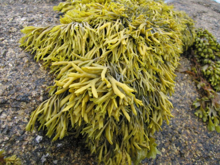 Seaweed