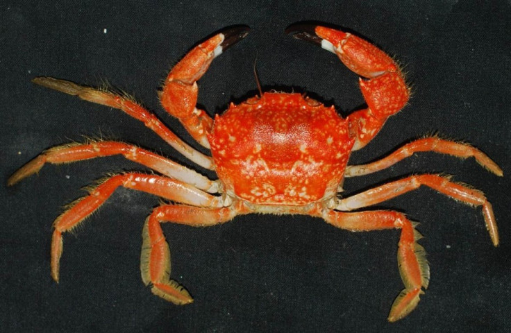 crab