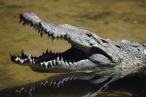 Around half of the crocodiles are still on the loose after escaping from the South African farm (Reuters)