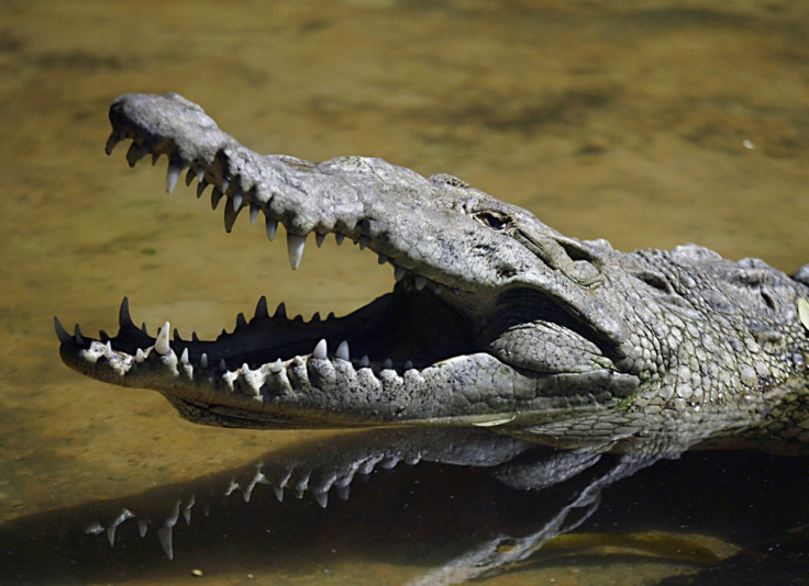 Around half of the crocodiles are still on the loose after escaping from the South African farm (Reuters)