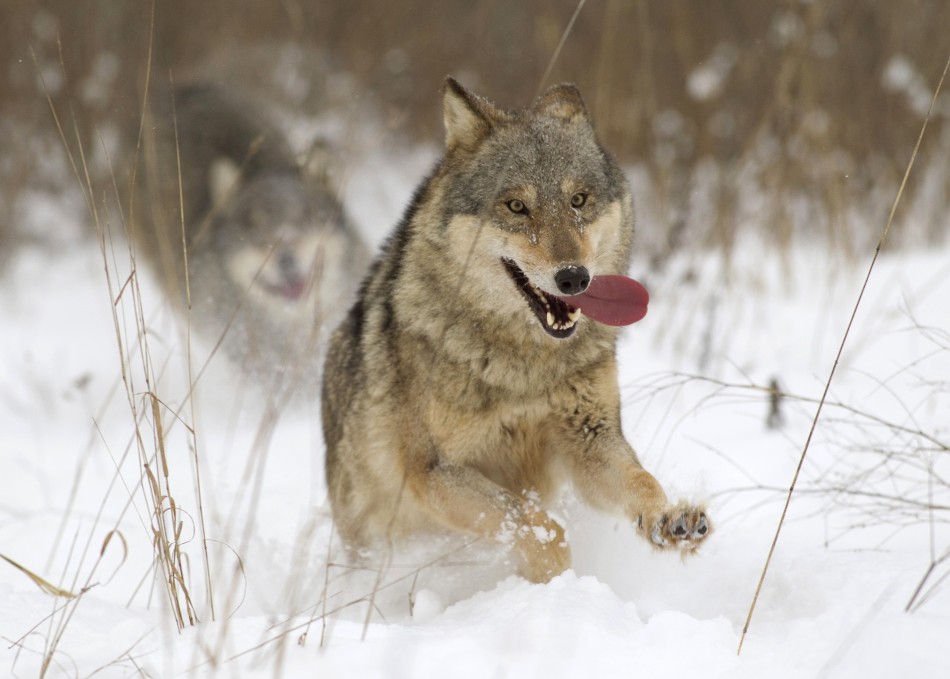 Wolves May Have Evolved into Dogs 'by Eating Prehistoric ...