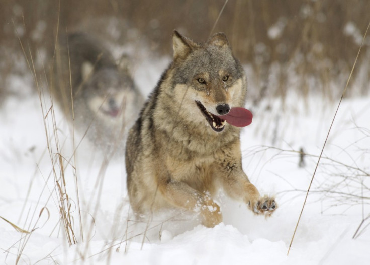 Wolves made leap to dogs by feasting on rubbish