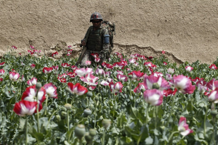 Afghanistan opium