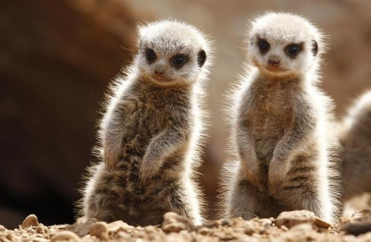 The life of meerkats, as never seen before in ultra-high definition 4K video